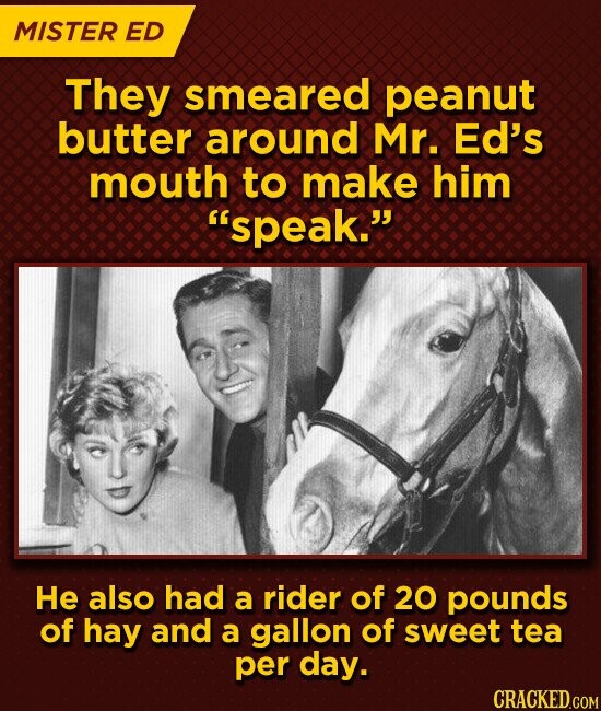 MISTER ED They smeared peanut butter around Mr. Ed's mouth to make him speak. Не also had a rider of 20 pounds of hay and a gallon of sweet tea per day. CRACKED.COM