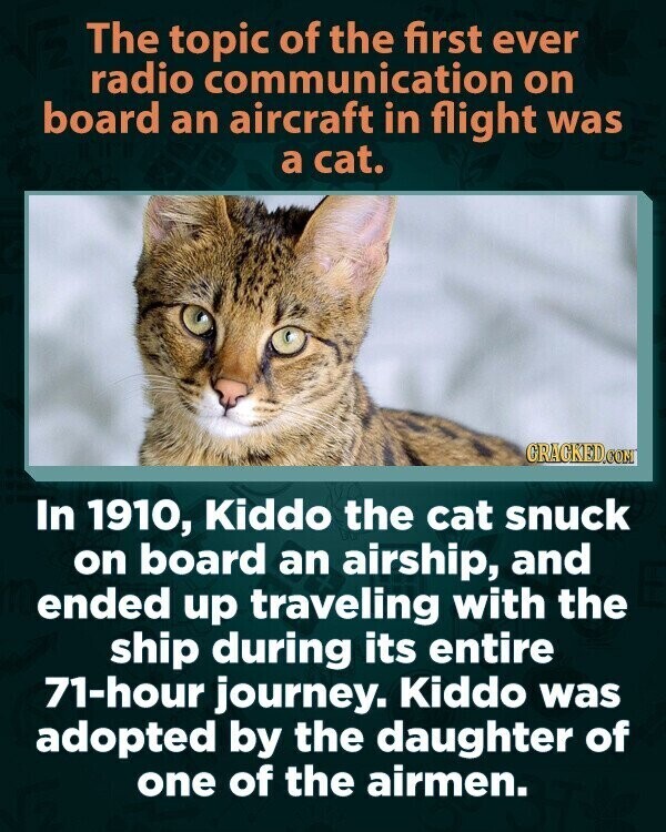 The topic of the first ever radio communication on board an aircraft in flight was a cat. GRAGKED.COM In 1910, Kiddo the cat snuck on board an airship, and ended up traveling with the ship during its entire 71-hour journey. Kiddo was adopted by the daughter of one of the airmen.