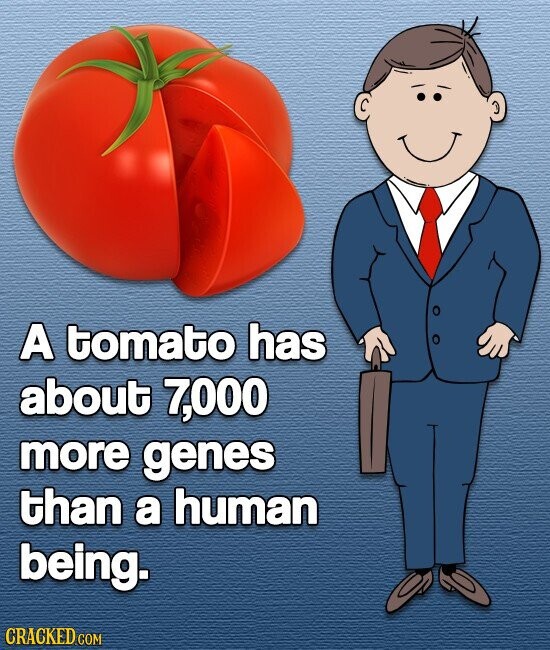 A tomato has about 7,000 more genes than a human being. CRACKED.COM