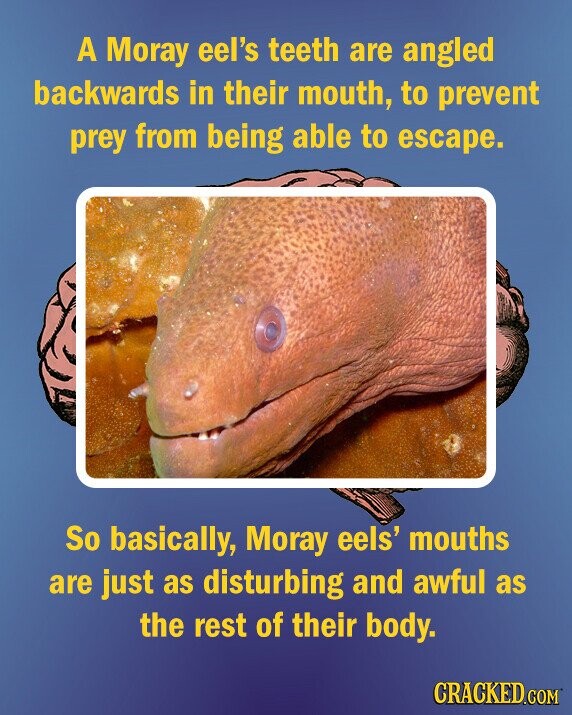 A Moray eel's teeth are angled backwards in their mouth, to prevent prey from being able to escape. So basically, Moray eels' mouths are just as disturbing and awful as the rest of their body. CRACKED.COM