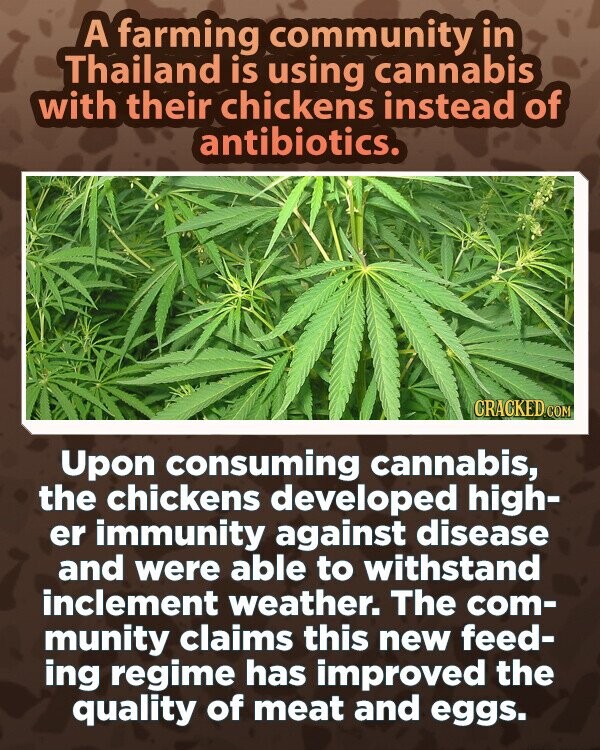 A farming community in Thailand is using cannabis with their chickens instead of antibiotics. CRACKED.COM Upon consuming cannabis, the chickens developed high- er immunity against disease and were able to withstand inclement weather. The com- munity claims this new feed- ing regime has improved the quality of meat and eggs.
