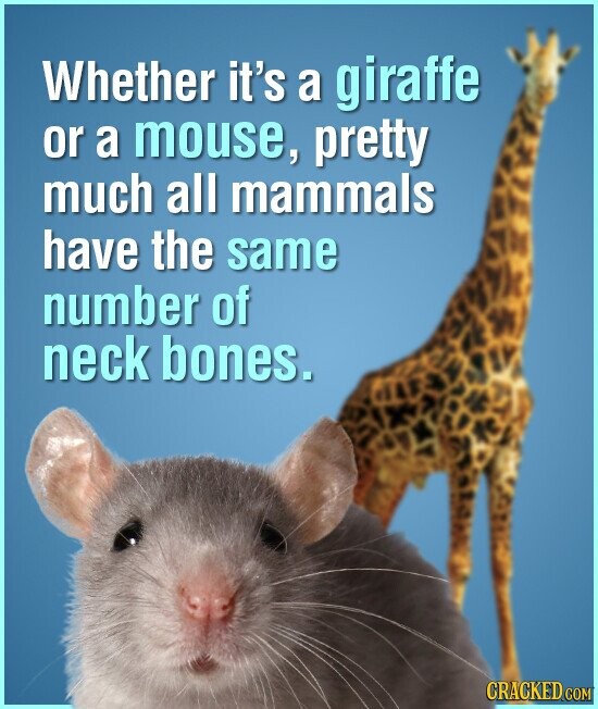 Whether it's a giraffe or a mouse, pretty much all mammals have the same number of neck bones. CRACKED.COM