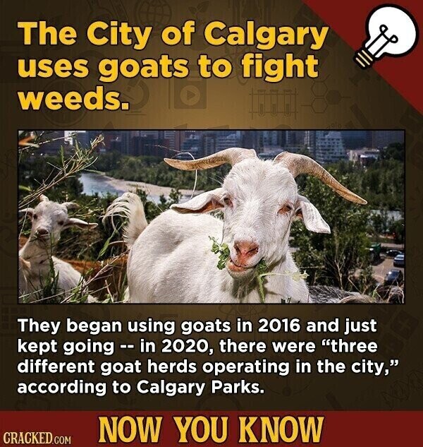 The City of Calgary uses goats to fight weeds. They began using goats in 2016 and just kept going -- in 2020, there were three different goat herds operating in the city, according to Calgary Parks. NOW YOU KNOW CRACKED.COM