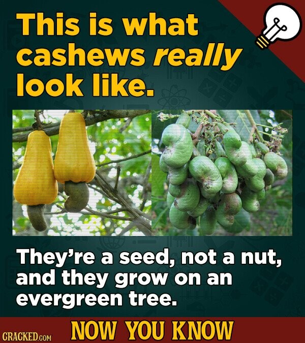 This is what cashews really look like. They're a seed, not a nut, and they grow on an evergreen tree. NOW YOU KNOW CRACKED.COM