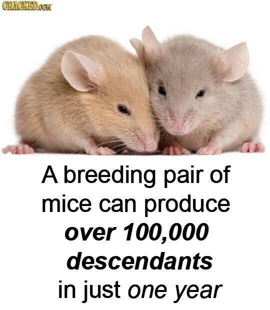 GRAGKED.COM A breeding pair of mice can produce over 100,000 descendants in just one year