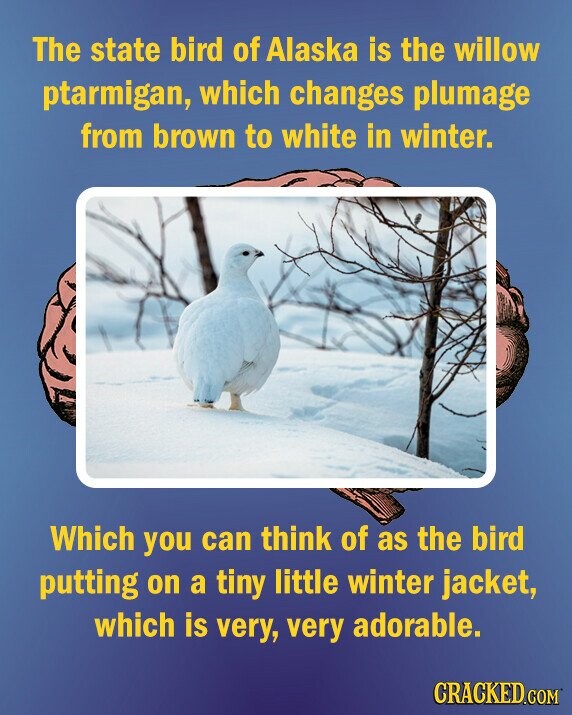 The state bird of Alaska is the willow ptarmigan, which changes plumage from brown to white in winter. Which you can think of as the bird putting on a tiny little winter jacket, which is very, very adorable. CRACKED.COM