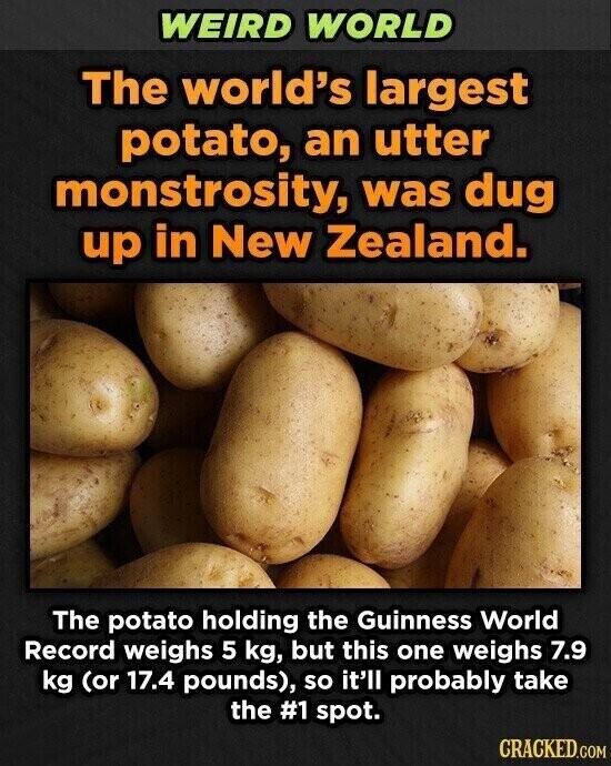 WEIRD WORLD The world's largest potato, an utter monstrosity, was dug up in New Zealand. The potato holding the Guinness World Record weighs 5 kg, but this one weighs 7.9 kg (or 17.4 pounds), so it'll probably take the #1 spot. CRACKED.COM