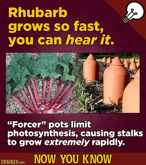 Rhubarb grows so fast, you can hear it. Forcer pots limit photosynthesis, causing stalks to grow extremely rapidly. NOW YOU KNOW CRACKED.COM
