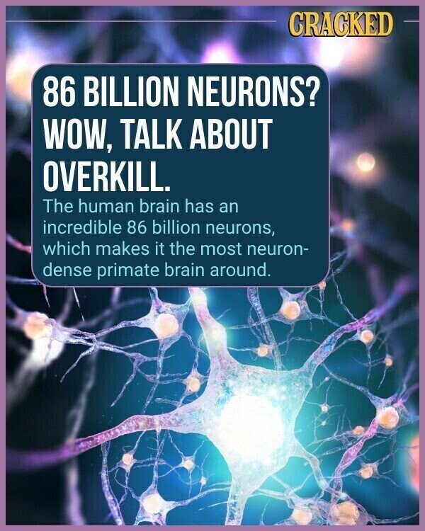 CRACKED 86 BILLION NEURONS? WOW, TALK ABOUT OVERKILL. The human brain has an incredible 86 billion neurons, which makes it the most neuron- dense primate brain around.