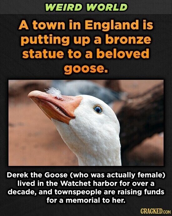 WEIRD WORLD A town in England is putting up a bronze statue to a beloved goose. Derek the Goose (who was actually female) lived in the Watchet harbor for over a decade, and townspeople are raising funds for a memorial to her. CRACKED.COM