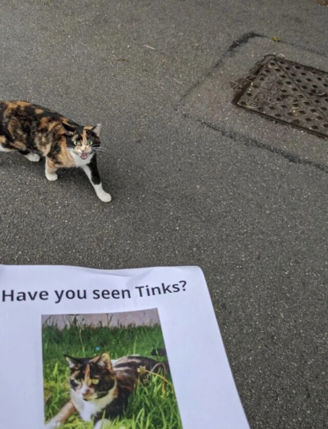 Have you seen Tinks?