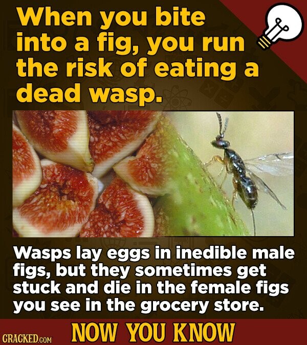 When you bite into a fig, you run the risk of eating a dead wasp. Wasps lay eggs in inedible male figs, but they sometimes get stuck and die in the female figs you see in the grocery store. NOW YOU KNOW CRACKED.COM