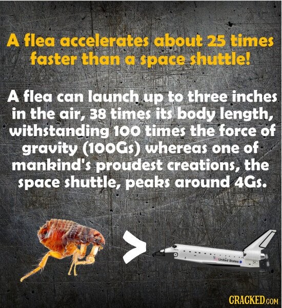 A flea accelerates about 25 times faster than a space shuttle! A flea can launch up to three inches in the air, 38 times its body length, withstanding 100 times the force of gravity (100Gs) whereas one of mankind's proudest creations, the space shuttle, peaks around 4Gs. United States CRACKED.COM