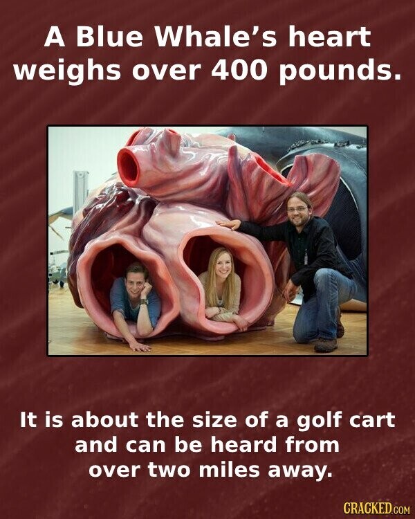 A Blue Whale's heart weighs over 400 pounds. It is about the size of a golf cart and can be heard from over two miles away. CRACKED.COM