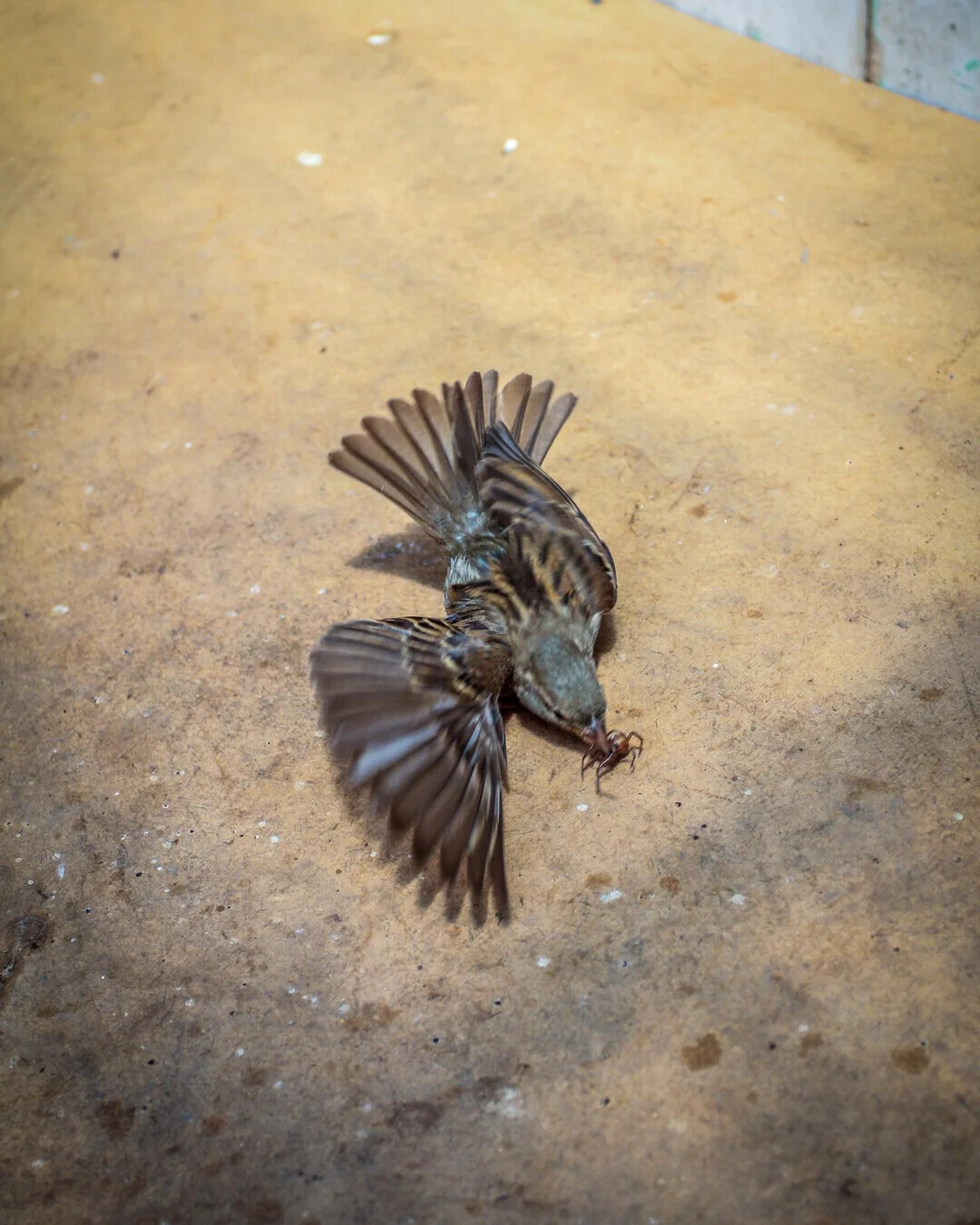 Photos Taken from the Before Disaster Collection