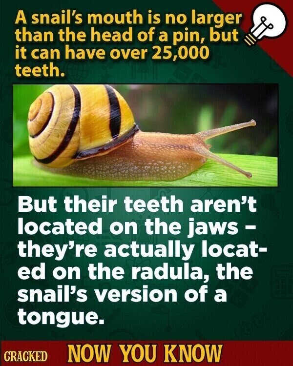 A snail's mouth is no larger than the head of a pin, but it can have over 25,000 teeth. But their teeth aren't located on the jaws - they're actually locat- ed on the radula, the snail's version of a tongue. CRACKED NOW YOU KNOW