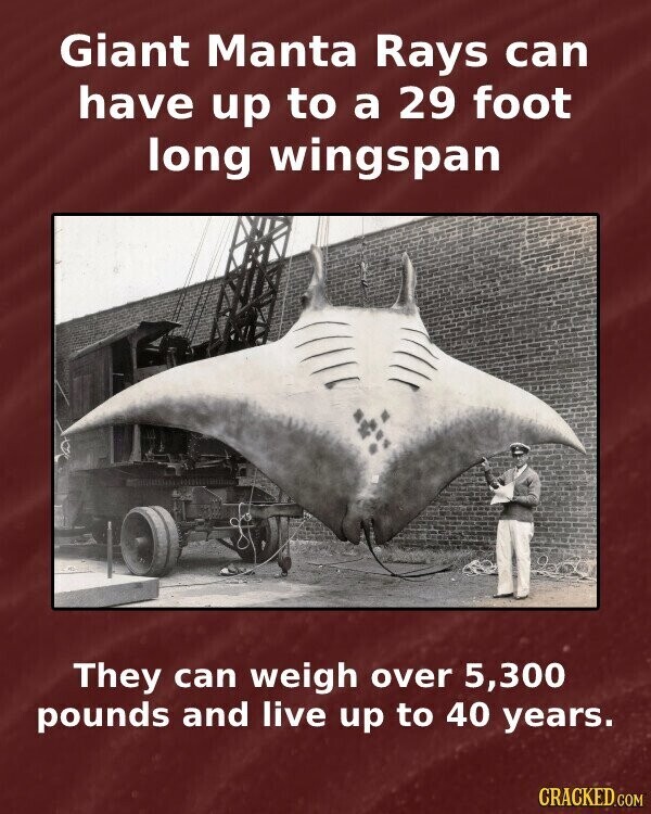 Giant Manta Rays can have up to a 29 foot long wingspan They can weigh over 5,300 pounds and live up to 40 years. CRACKED.COM