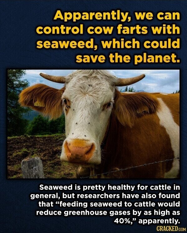 Apparently, we can control COW farts with seaweed, which could save the planet. 36246 Seaweed is pretty healthy for cattle in general, but researchers have also found that feeding seaweed to cattle would reduce greenhouse gases by as high as 40%, apparently. CRACKED.COM