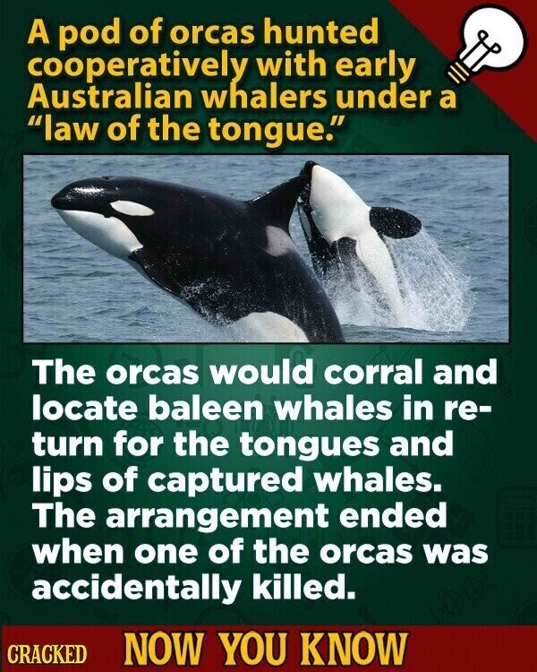 A pod of orcas hunted cooperatively with early Australian whalers under a law of the tongue. The orcas would corral and locate baleen whales in re- turn for the tongues and lips of captured whales. The arrangement ended when one of the orcas was accidentally killed. CRACKED NOW YOU KNOW