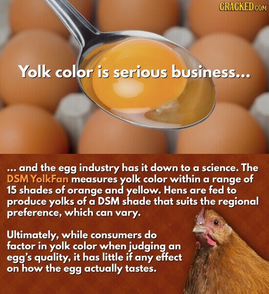 CRACKED.COM Yolk color is serious business... ... and the egg industry has it down to a science. The DSM YolkFan measures yolk color within a range of 15 shades of orange and yellow. Hens are fed to produce yolks of a DSM shade that suits the regional preference, which can vary. Ultimately, while consumers do factor in yolk color when judging an egg's quality, it has little if any effect on how the egg actually tastes.