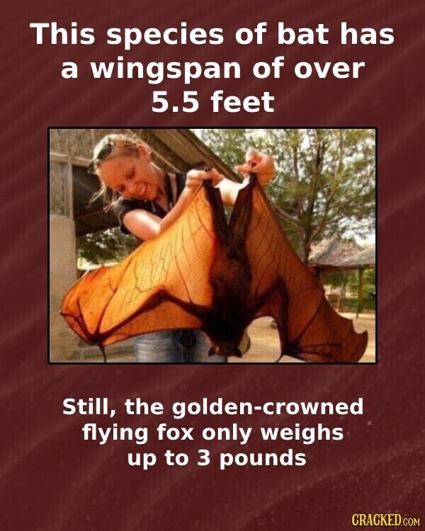 This species of bat has a wingspan of over 5.5 feet Still, the golden-crowned flying fox only weighs up to 3 pounds CRACKED.COM