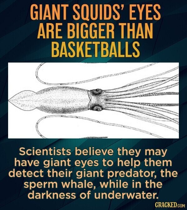 GIANT SQUIDS' EYES ARE BIGGER THAN BASKETBALLS Scientists believe they may have giant eyes to help them detect their giant predator, the sperm whale, while in the darkness of underwater. CRACKED.COM