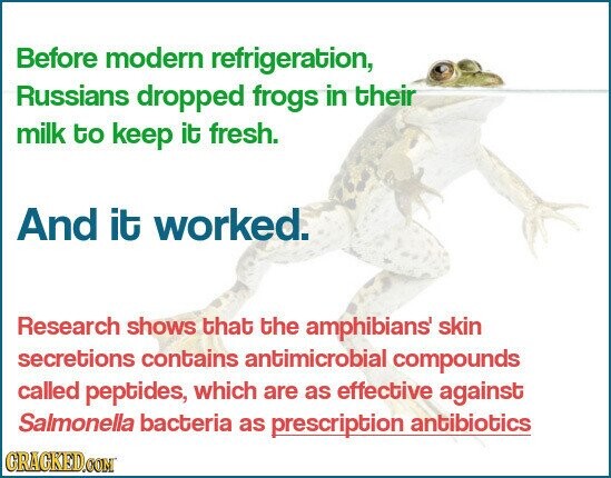Before modern refrigeration, Russians dropped frogs in their milk to keep it fresh. And it worked. Research shows that the amphibians' skin secretions contains antimicrobial compounds called peptides, which are as effective against Salmonella bacteria as prescription antibiotics GRACKED.COM