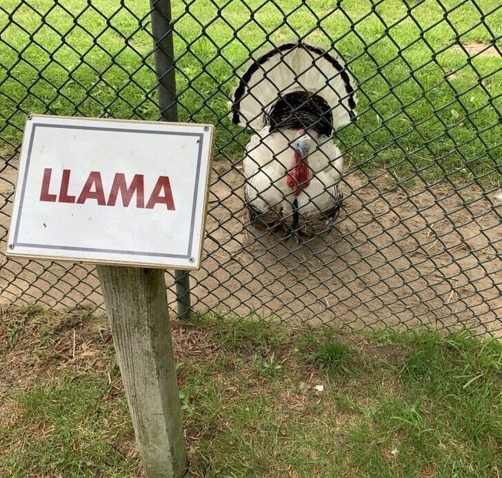 LLAMA