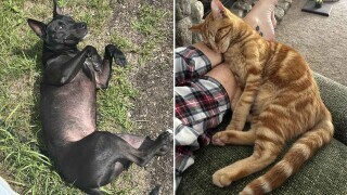 Animals Looking More Smug Than They Deserve to Be