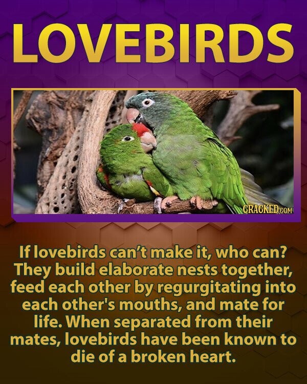 LOVEBIRDS CRACKED.COM If lovebirds can't make it, who can? They build elaborate nests together, feed each other by regurgitating into each other's mouths, and mate for life. When separated from their mates, lovebirds have been known to die of a broken heart.