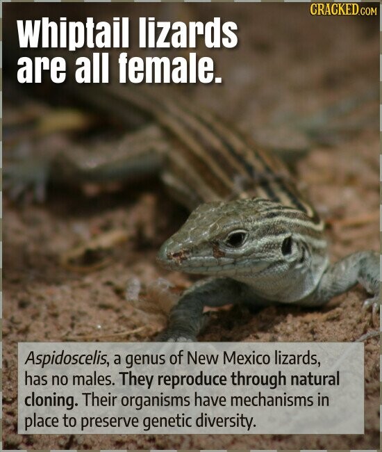 CRACKED.COM Whiptail lizards are all female. Aspidoscelis, a genus of New Mexico lizards, has no males. They reproduce through natural cloning. Their organisms have mechanisms in place to preserve genetic diversity.