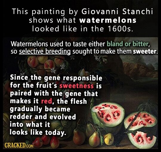 This painting by Giovanni Stanchi shows what watermelons looked like in the 1600s. Watermelons used to taste either bland or bitter, so selective breeding sought to make them sweeter. Since the gene responsible for the fruit's sweetness is paired with the gene that makes it red, the flesh gradually became redder and evolved into what it looks like today. CRACKED.COM