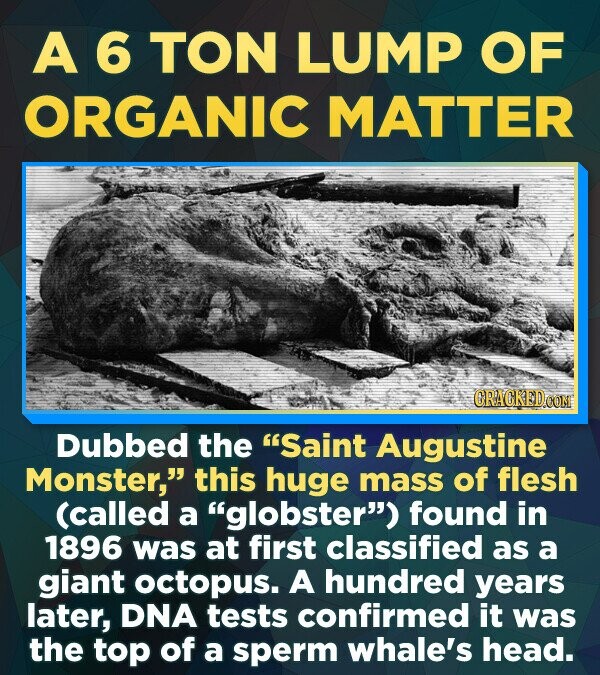 A 6 TON LUMP OF ORGANIC MATTER CRACKED.COM Dubbed the Saint Augustine Monster, this huge mass of flesh (called a globster) found in 1896 was at first classified as a giant octopus. A hundred years later, DNA tests confirmed it was the top of a sperm whale's head.