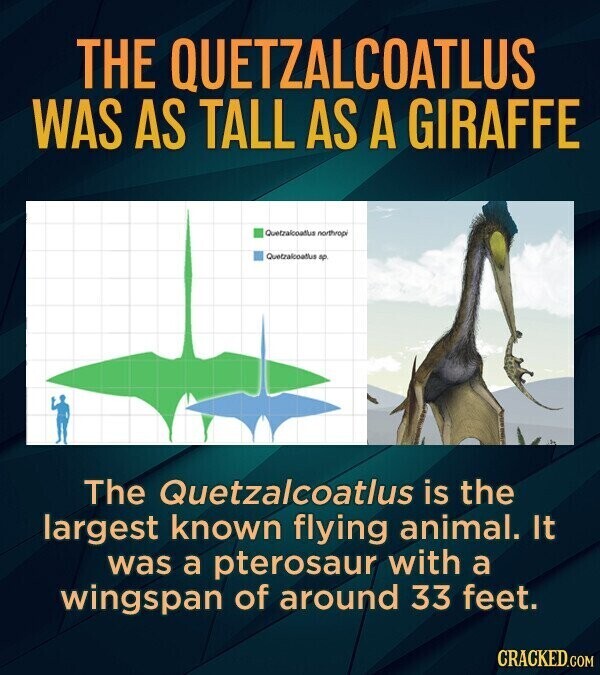 THE QUETZALCOATLUS WAS AS TALL AS A GIRAFFE Quetzalcoatlus northropi Quetzalcoatlus sp. The Quetzalcoatlus is the largest known flying animal. It was a pterosaur with a wingspan of around 33 feet. CRACKED.COM