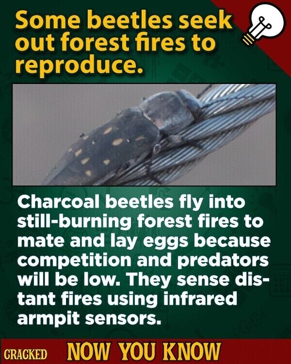 Some beetles seek out forest fires to reproduce. Charcoal beetles fly into still-burning forest fires to mate and lay eggs because competition and predators will be low. They sense dis- tant fires using infrared armpit sensors. CRACKED NOW YOU KNOW