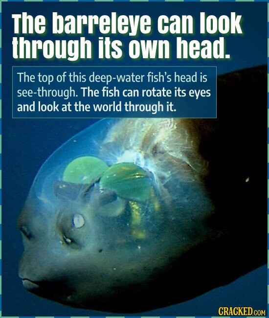 The barreleye can look through its own head. The top of this deep-water fish's head is see-through. The fish can rotate its eyes and look at the world through it. CRACKED.COM