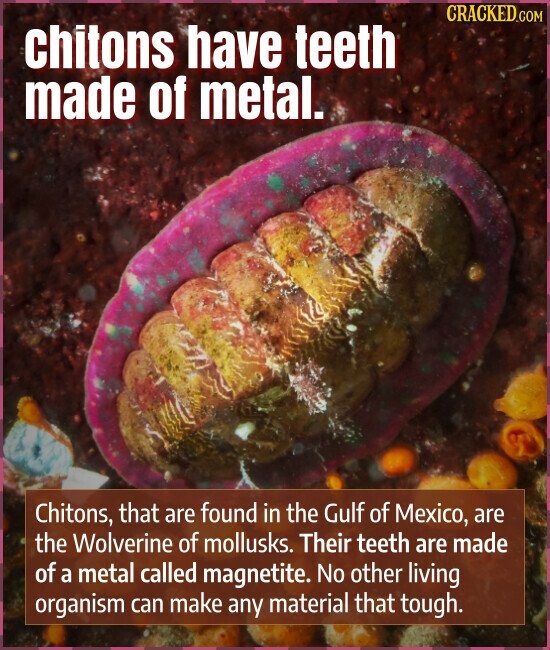 CRACKED.COM chitons have teeth made of metal. Chitons, that are found in the Gulf of Mexico, are the Wolverine of mollusks. Their teeth are made of a metal called magnetite. No other living organism can make any material that tough.