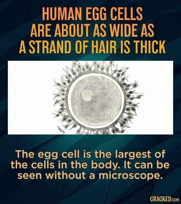 HUMAN EGG CELLS ARE ABOUT AS WIDE AS A STRAND OF HAIR IS THICK The egg cell is the largest of the cells in the body. It can be seen without a microscope. CRACKED.COM