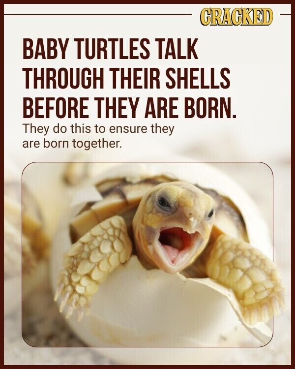 CRACKED BABY TURTLES TALK THROUGH THEIR SHELLS BEFORE THEY ARE BORN. They do this to ensure they are born together.