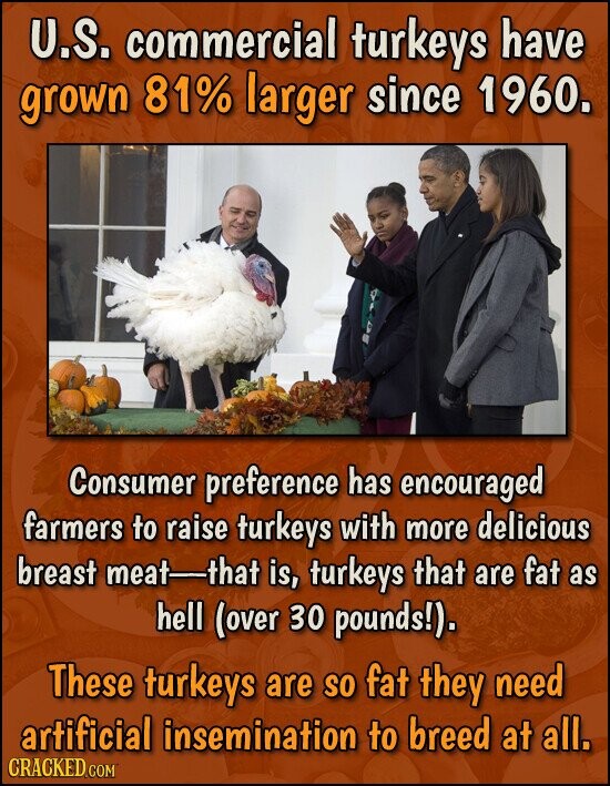 U.S. commercial turkeys have grown 81% larger since 1960. Consumer preference has encouraged farmers to raise turkeys with more delicious breast meat-that is, turkeys that are fat as hell (over 30 pounds!). These turkeys are so fat they need artificial insemination to breed at all. CRACKED.COM