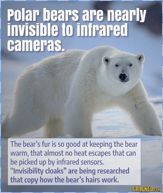 Polar bears are nearly invisible to infrared cameras. The bear's fur is so good at keeping the bear warm, that almost no heat escapes that can be picked up by infrared sensors. Invisibility cloaks are being researched that copy how the bear's hairs work. CRACKED COM