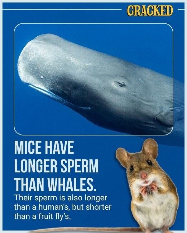 CRACKED MICE HAVE LONGER SPERM THAN WHALES. Their sperm is also longer than a human's, but shorter than a fruit fly's.