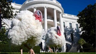 White House Turkeys Spying on Government Activity