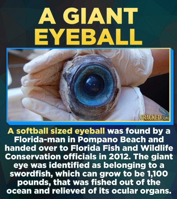 A GIANT EYEBALL GRACKED.COM A softball sized eyeball was found by a Florida-man in Pompano Beach and handed over to Florida Fish and Wildlife Conservation officials in 2012. The giant eye was identified as belonging to a swordfish, which can grow to be 1,100 pounds, that was fished out of the ocean and relieved of its ocular organs.