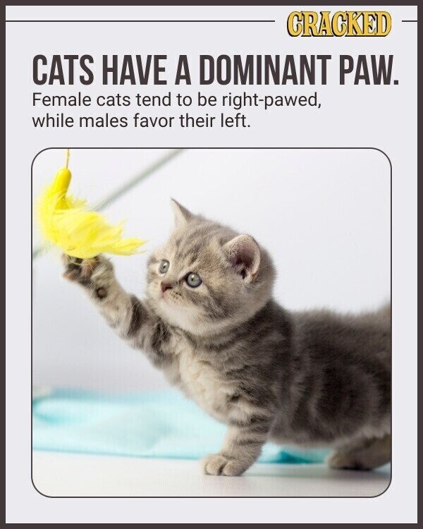 CRACKED CATS HAVE A DOMINANT PAW. Female cats tend to be right-pawed, while males favor their left.