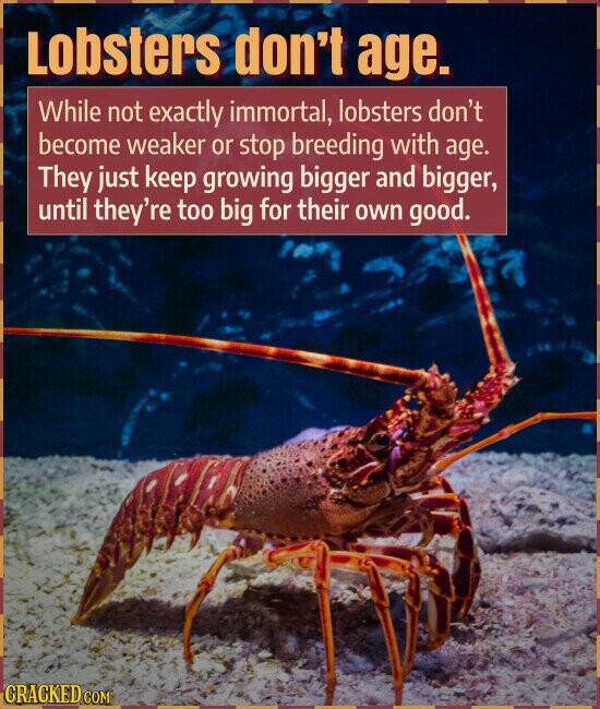 Lobsters don't age. While not exactly immortal, lobsters don't become weaker or stop breeding with age. They just keep growing bigger and bigger, until they're too big for their own good. CRACKED.COM