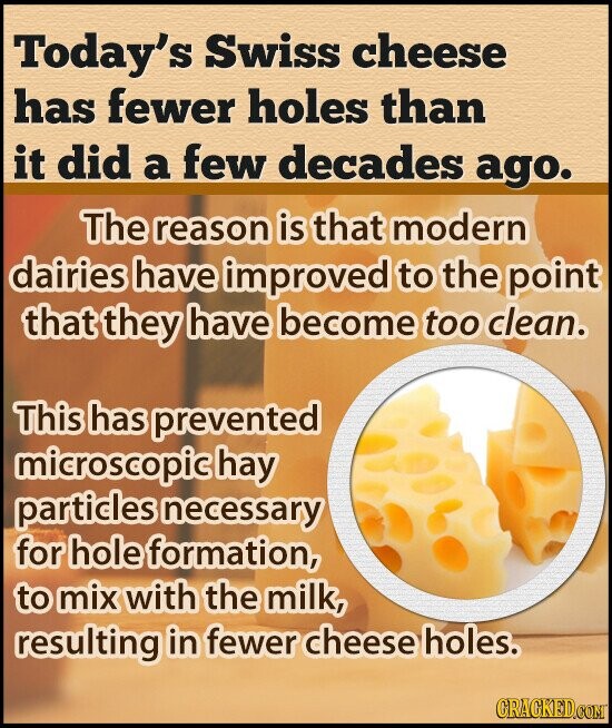 Today's Swiss cheese has fewer holes than it did a few decades ago. The reason is that modern dairies have improved to the point that they have become too clean. This has prevented microscopic hay particles necessary for hole formation, to mix with the milk, resulting in fewer cheese holes. GRACKED.COM