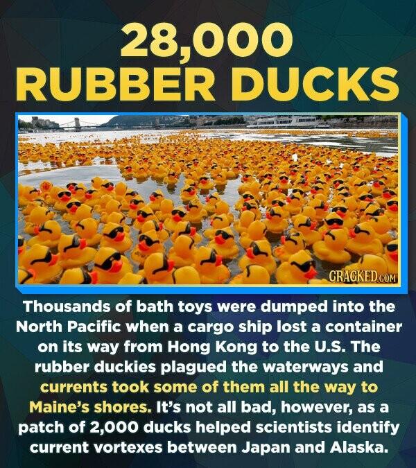 28,000 RUBBER DUCKS CRACKED.COM Thousands of bath toys were dumped into the North Pacific when a cargo ship lost a container on its way from Hong Kong to the U.S. The rubber duckies plagued the waterways and currents took some of them all the way to Maine's shores. It's not all bad, however, as a patch of 2,000 ducks helped scientists identify current vortexes between Japan and Alaska.