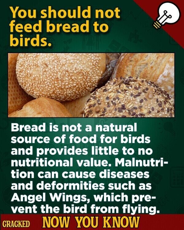 You should not feed bread to birds. Bread is not a natural source of food for birds and provides little to no nutritional value. Malnutri- tion can cause diseases and deformities such as Angel Wings, which pre- vent the bird from flying. CRACKED NOW YOU KNOW