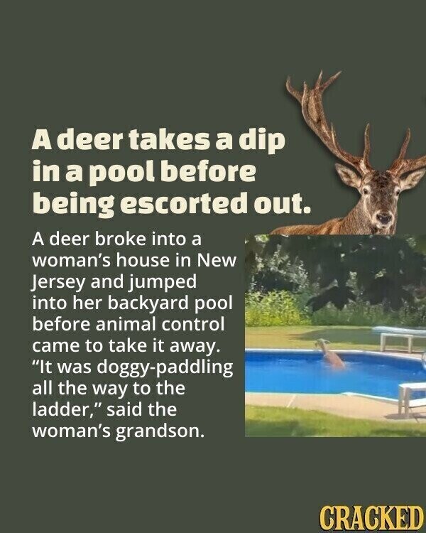 A deer takes a dip in a pool before being escorted out. A deer broke into a woman's house in New Jersey and jumped into her backyard pool before animal control came to take it away. It was doggy-paddling all the way to the ladder, said the woman's grandson. CRACKED